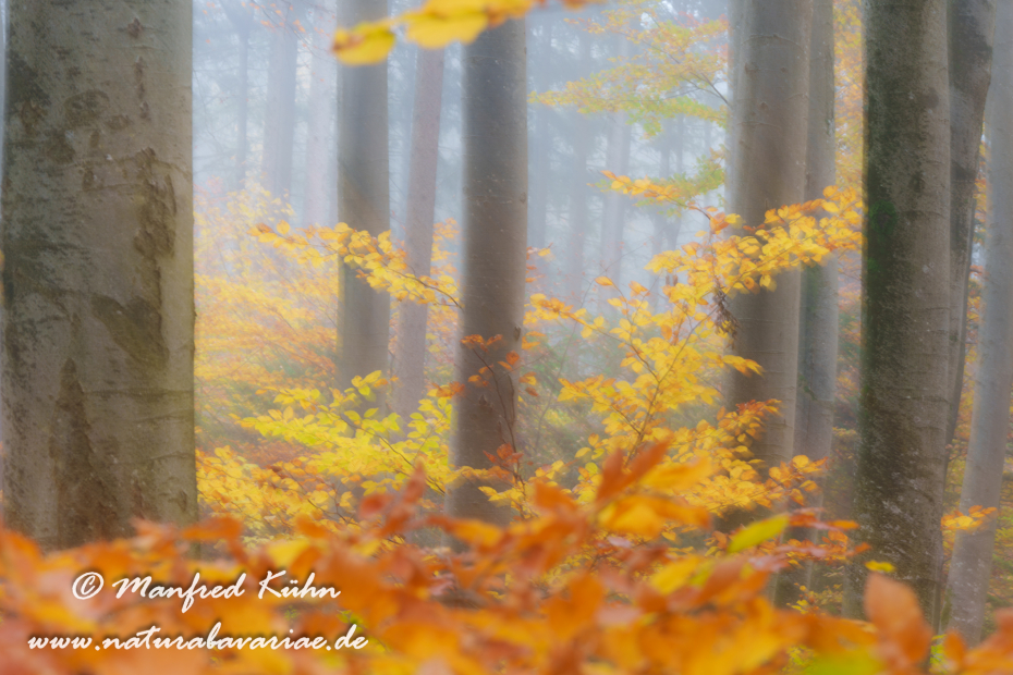 Herbst (Bäume)_0105