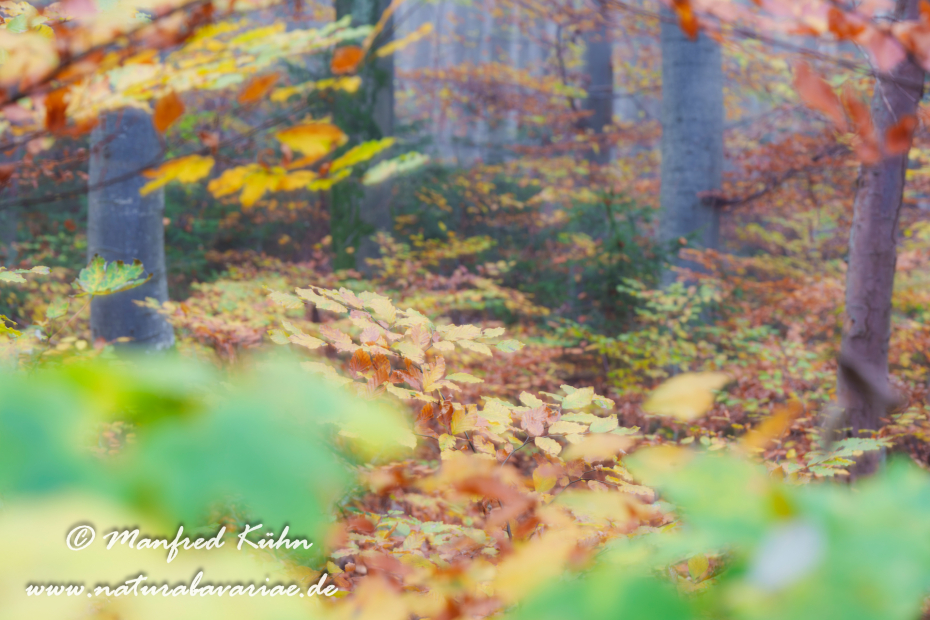 Herbst (Bäume)_0108