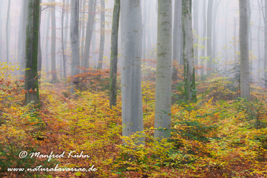 Herbst (Bäume)_0111