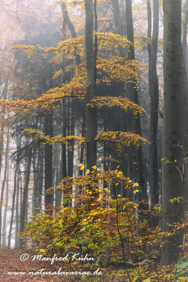 Herbst (Bäume)_0112