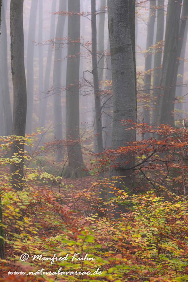 Herbst (Bäume)_0119