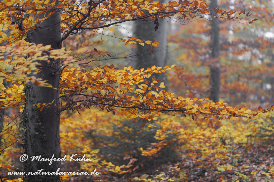 Herbst (Bäume)_0120