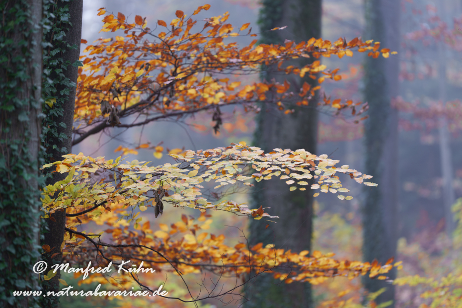 Herbst (Bäume)_0121