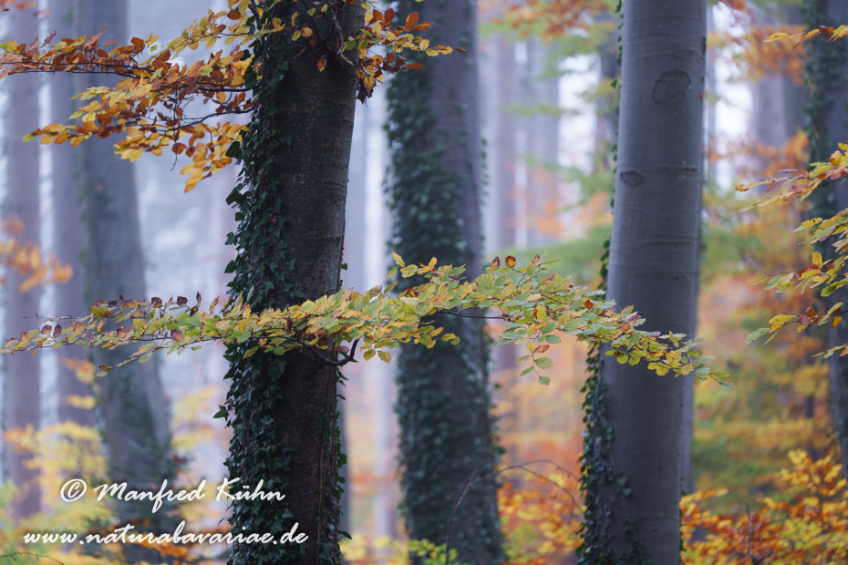 Herbst (Bäume)_0123