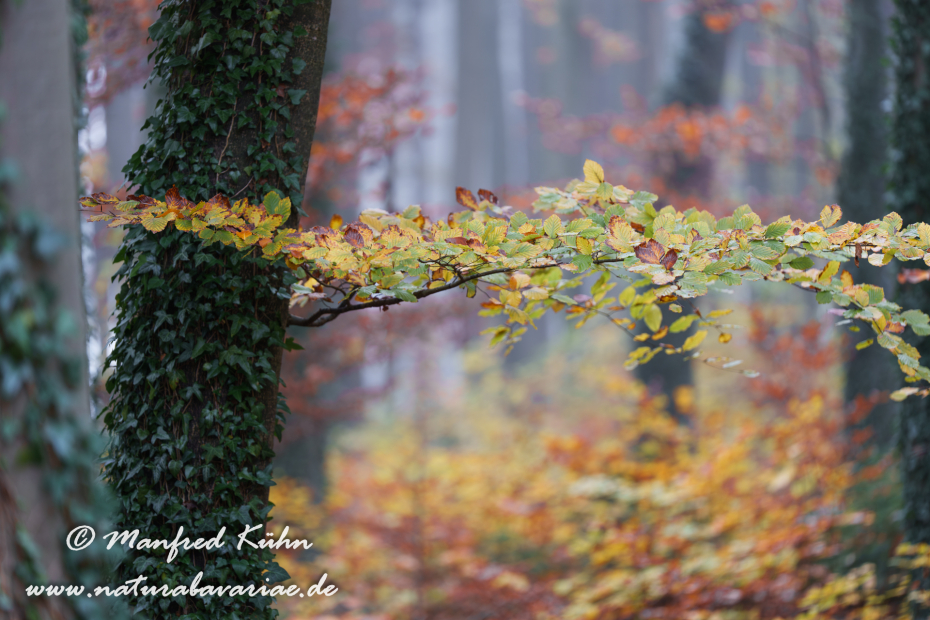 Herbst (Bäume)_0126
