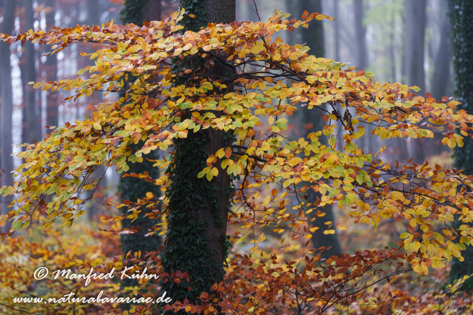 Herbst (Bäume)_0127