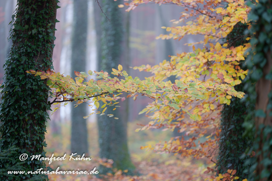 Herbst (Bäume)_0129
