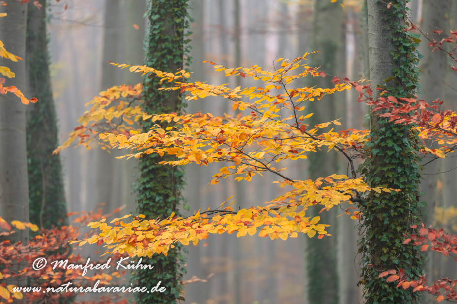 Herbst (Bäume)_0131