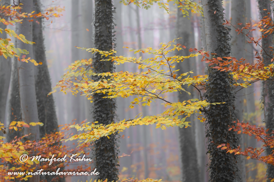 Herbst (Bäume)_0136