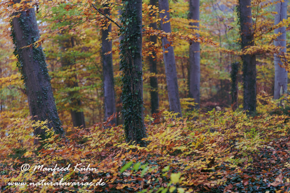 Herbst (Bäume)_0137