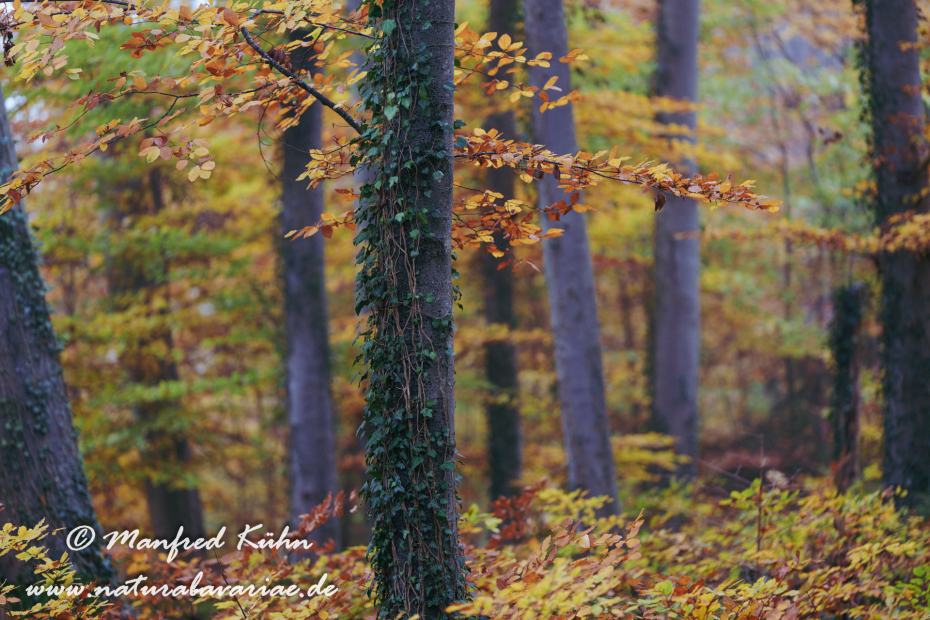 Herbst (Bäume)_0139