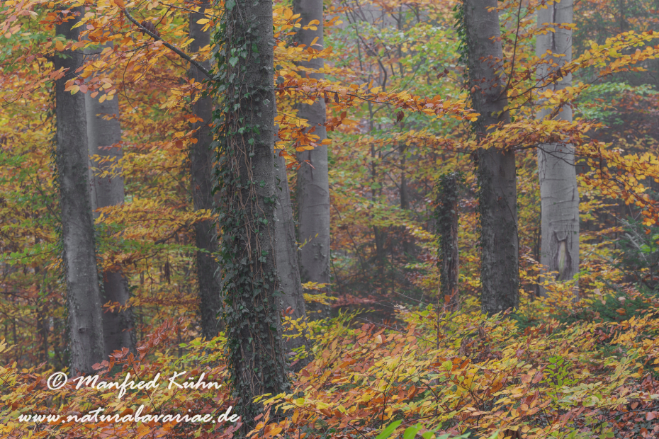 Herbst (Bäume)_0141