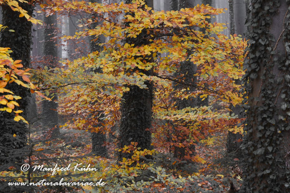 Herbst (Bäume)_0143