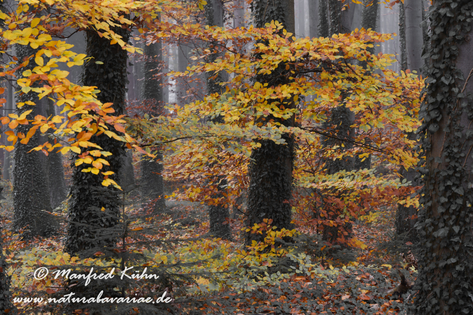 Herbst (Bäume)_0145