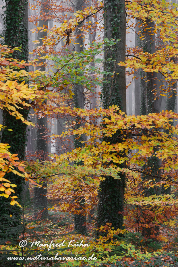 Herbst (Bäume)_0146