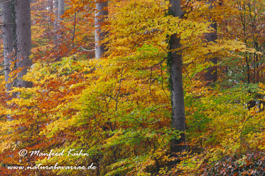 Herbst (Bäume)_0148