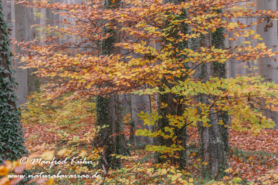 Herbst (Bäume)_0150