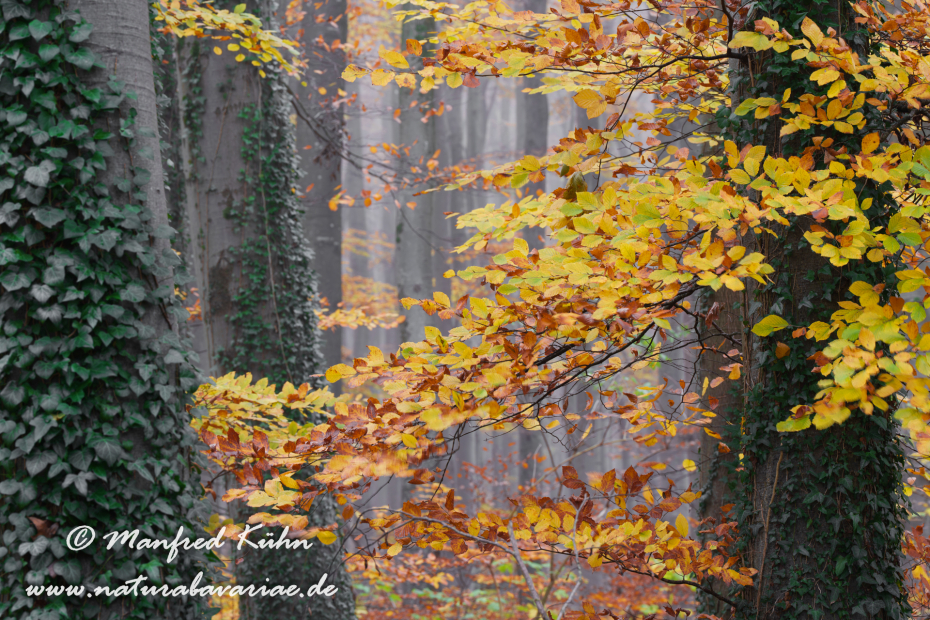 Herbst (Bäume)_0152