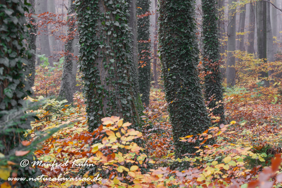 Herbst (Bäume)_0154