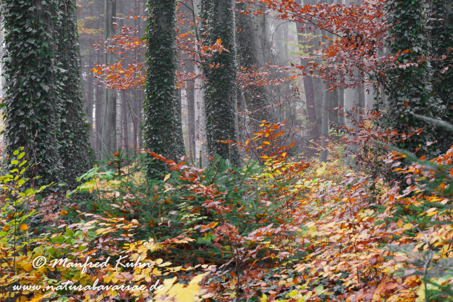 Herbst (Bäume)_0156