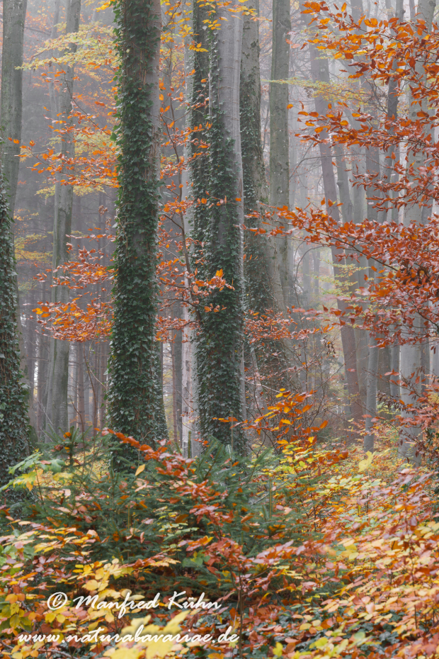 Herbst (Bäume)_0158