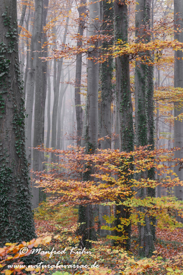 Herbst (Bäume)_0159