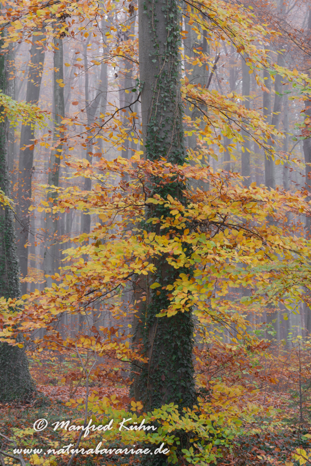 Herbst (Bäume)_0161