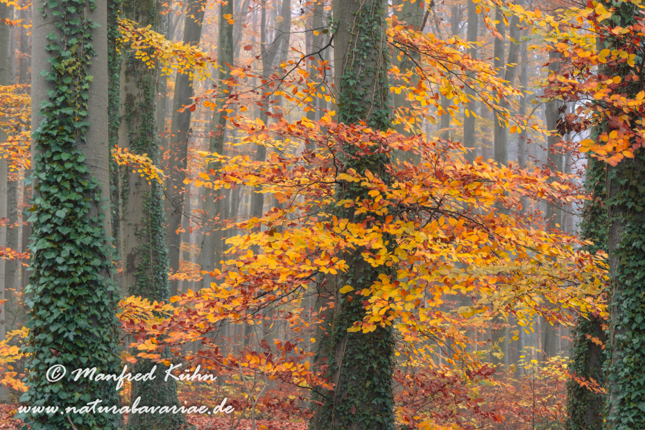 Herbst (Bäume)_0163