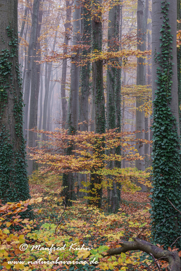 Herbst (Bäume)_0171