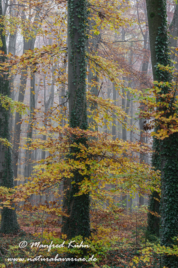 Herbst (Bäume)_0173