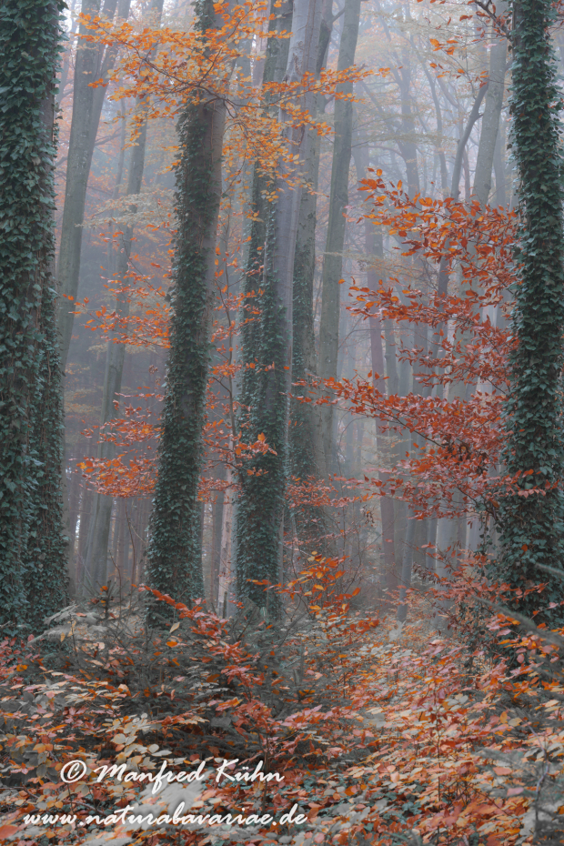 Herbst (Bäume)_0178