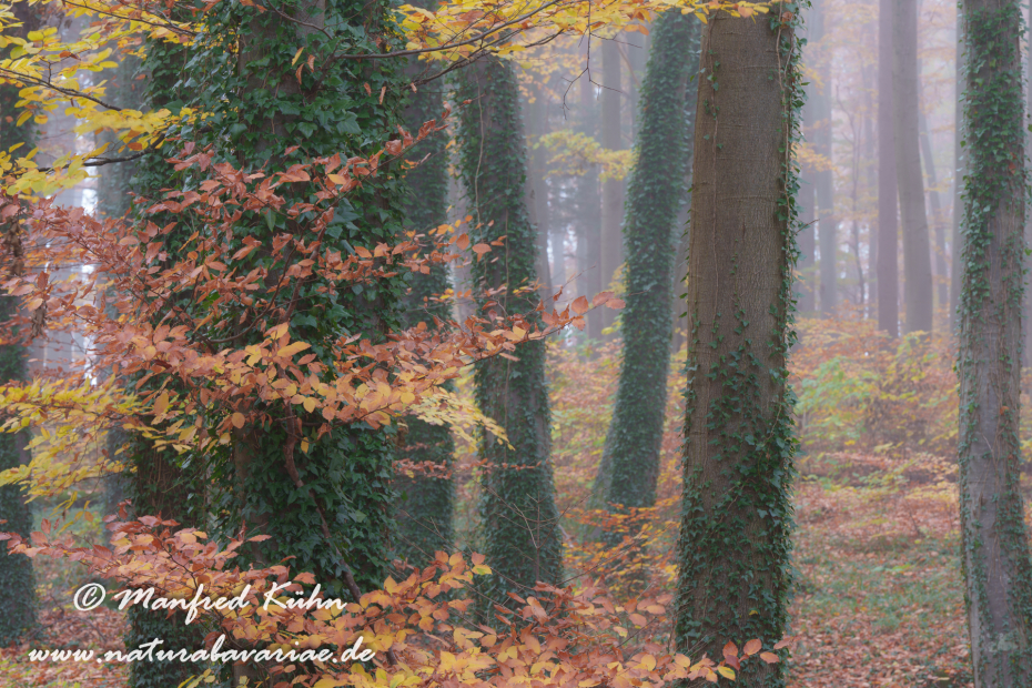 Herbst (Bäume)_0179