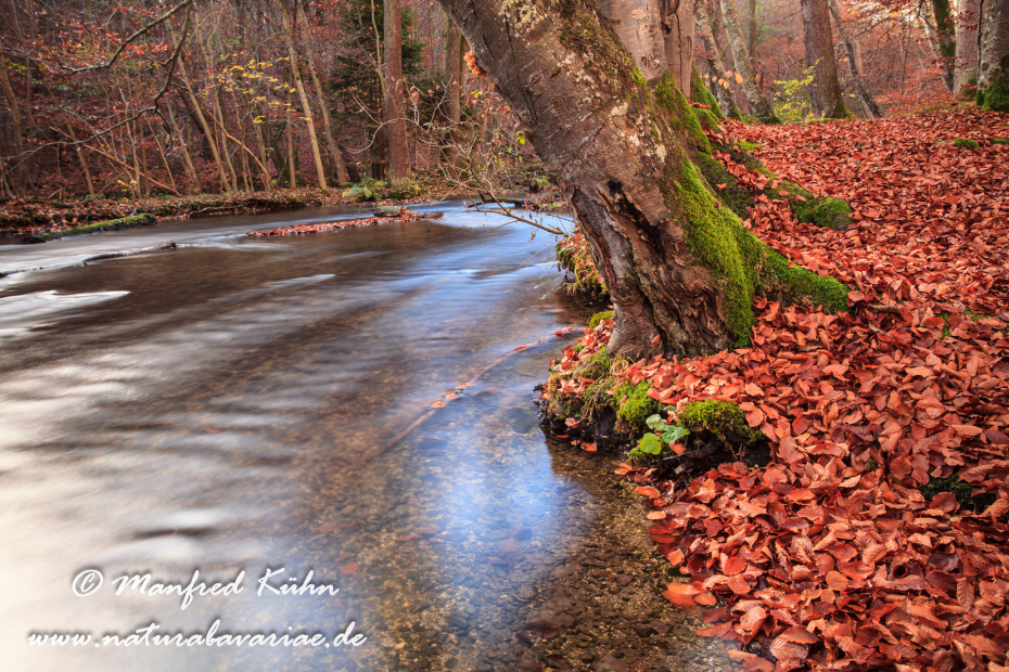 Herbst (Laub und Wasser)_0087