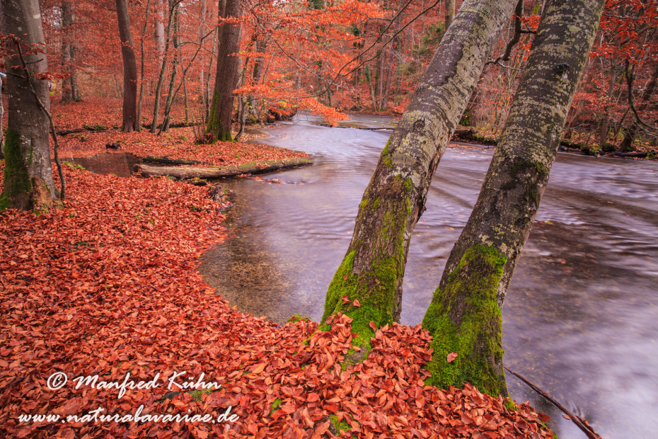 Herbst (Laub und Wasser)_0090