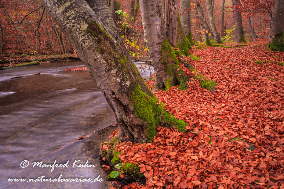 Herbst (Laub und Wasser)_0092