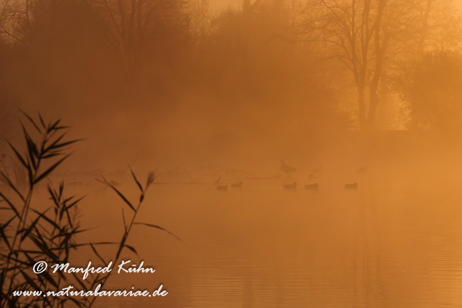 Amper_Sonnenaufgang (BAY_LKR_DAH)_0078