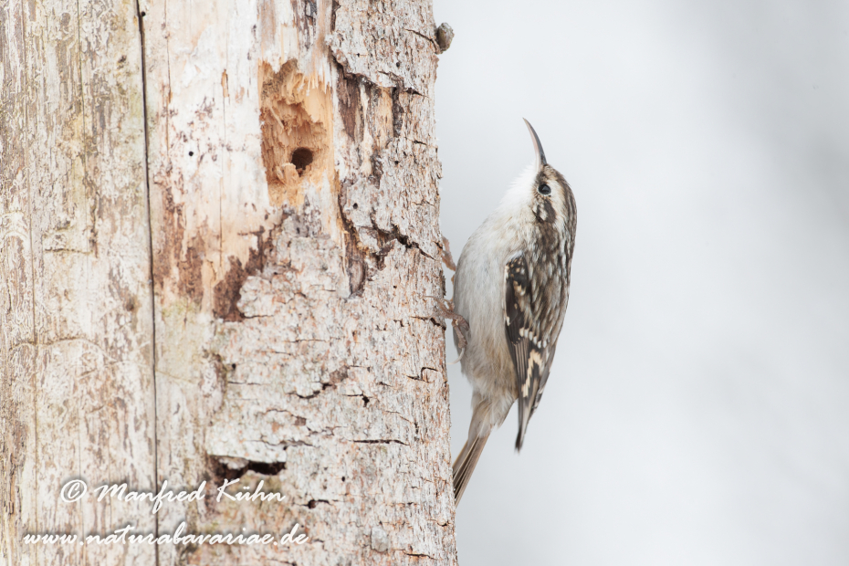 Baumläufer (Wald-)_0001