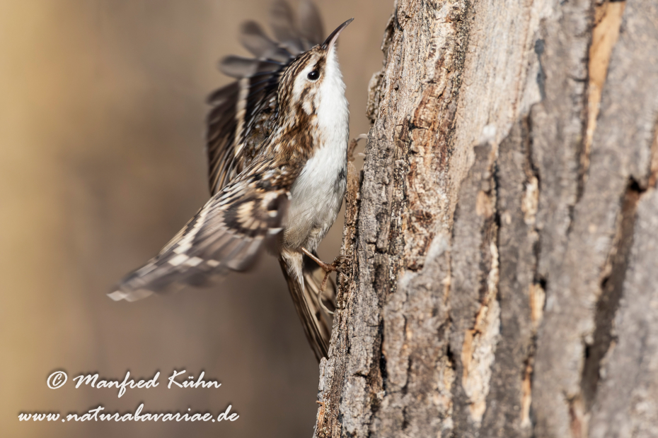 Baumläufer (Wald-)_0002