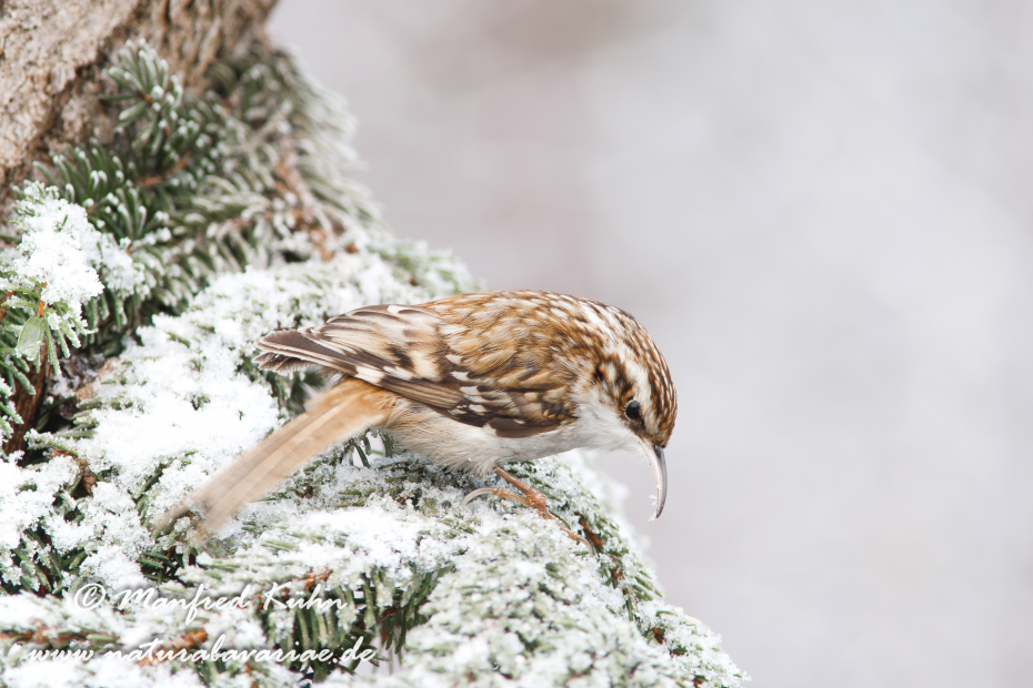 Baumläufer (Wald-)_0004