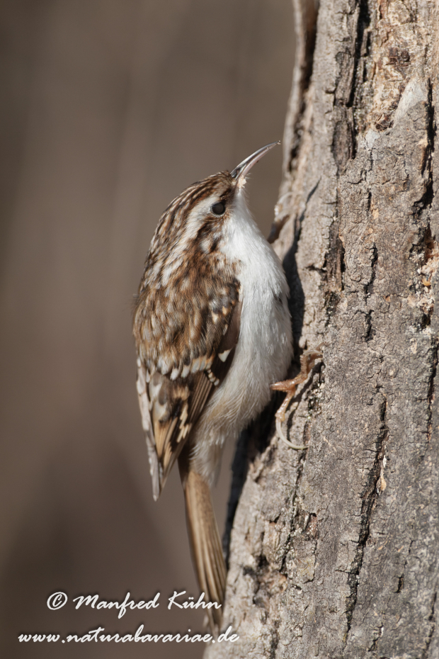 Baumläufer (Wald-)_0007