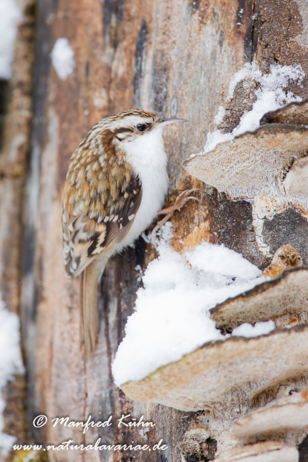 Baumläufer (Wald-)_0019