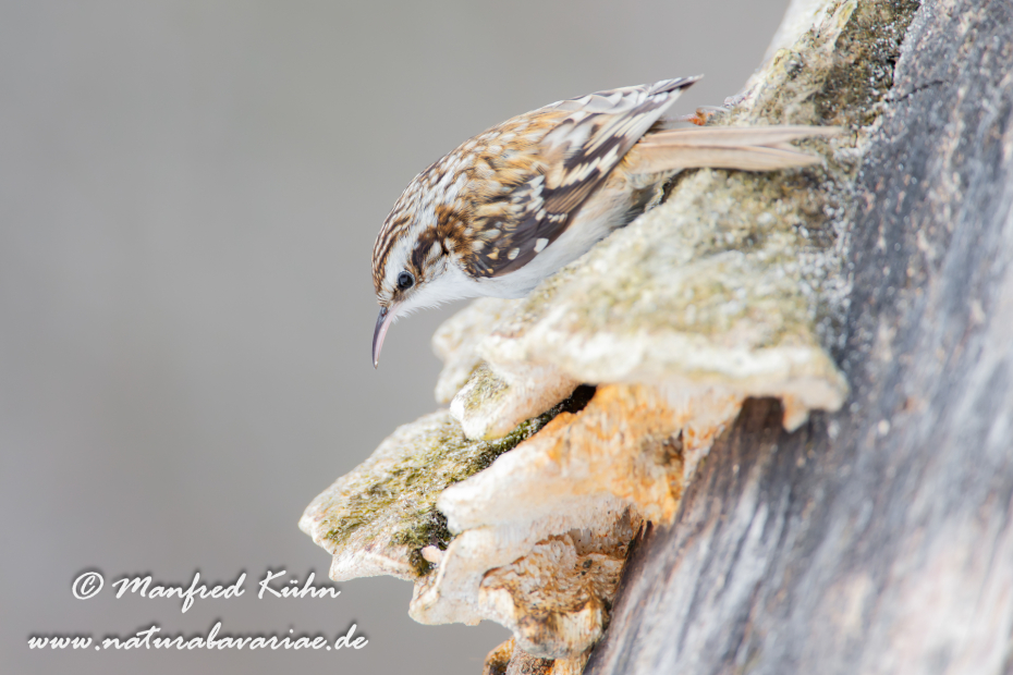 Baumläufer (Wald-)_0020