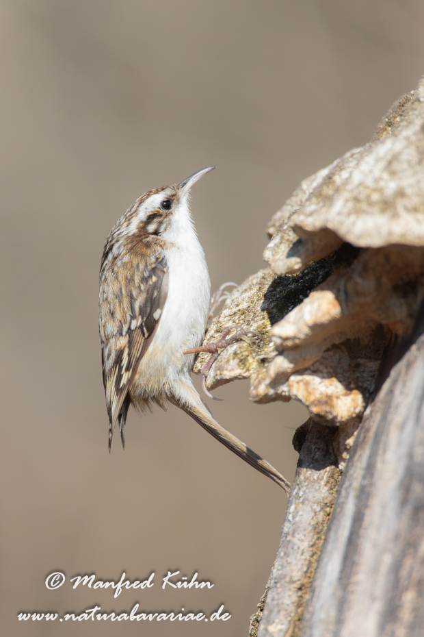 Baumläufer (Wald-)_0023