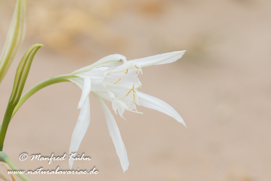 Trichternarzisse (Dünen-)_0001