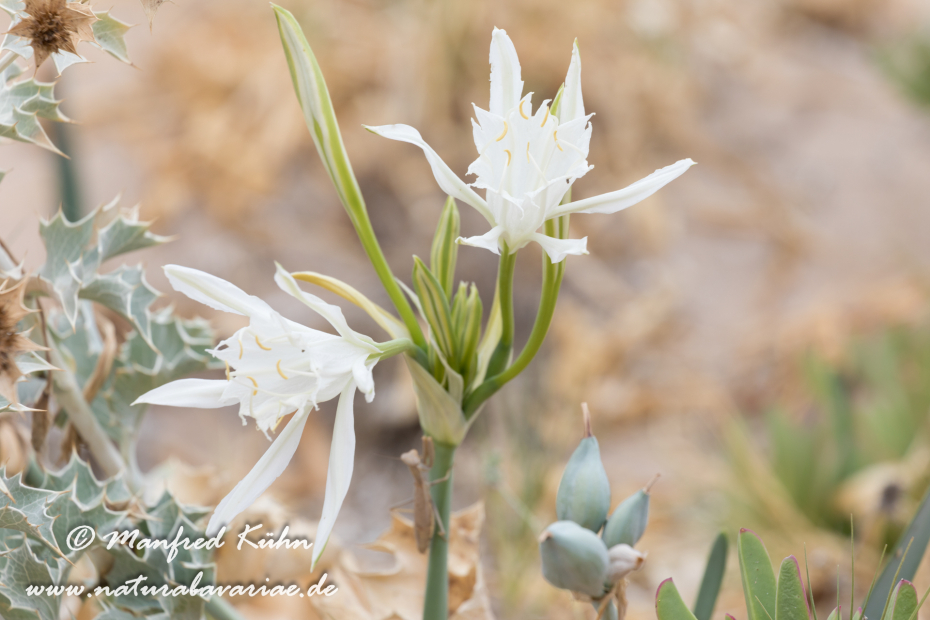 Trichternarzisse (Dünen-)_0004