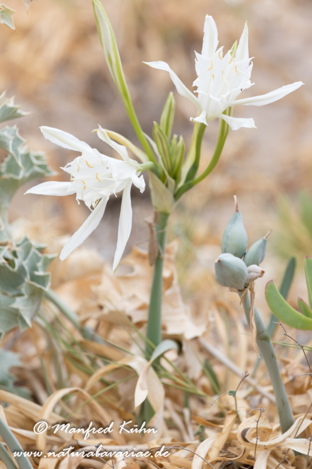 Trichternarzisse (Dünen-)_0005