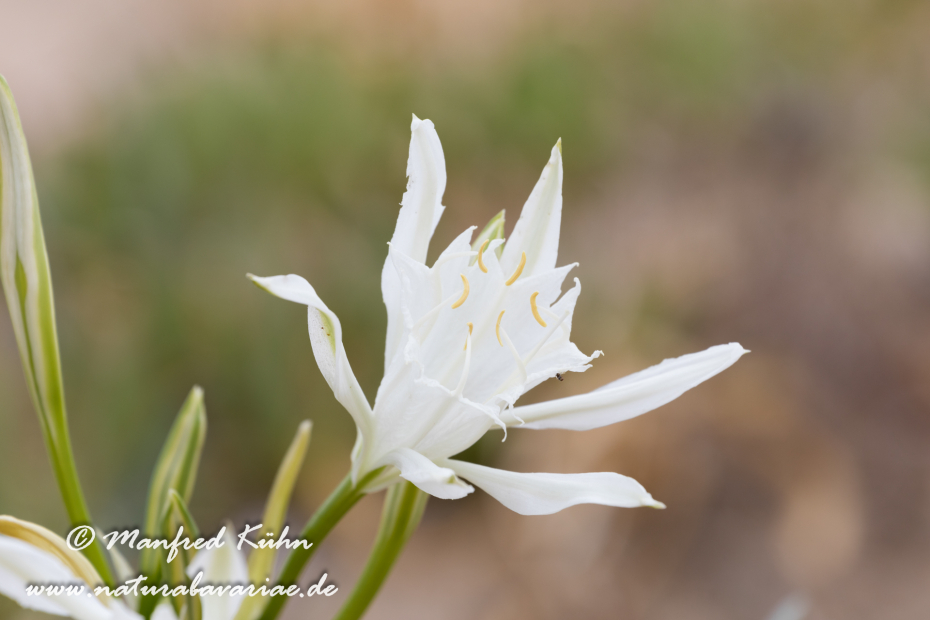 Trichternarzisse (Dünen-)_0007