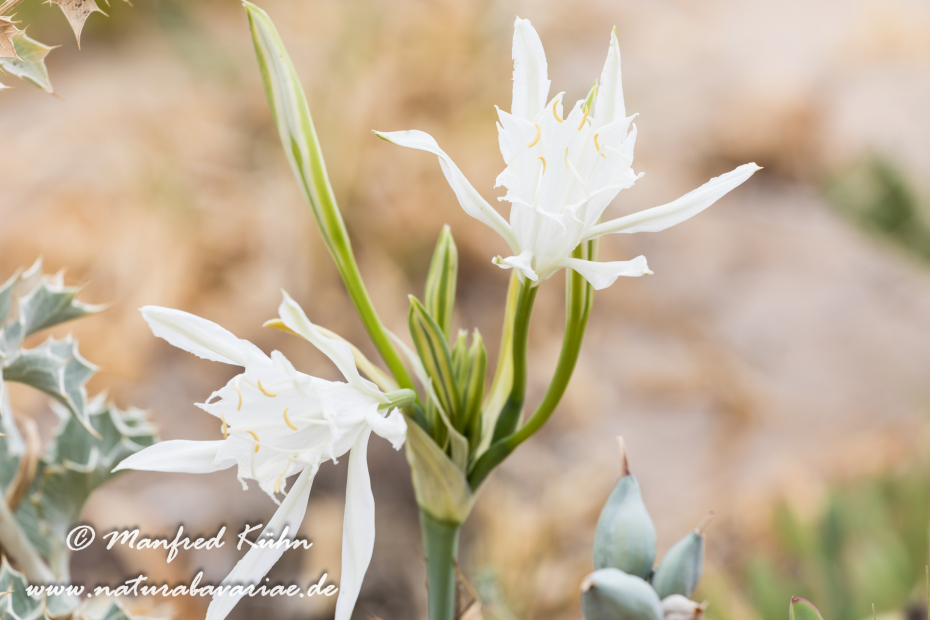 Trichternarzisse (Dünen-)_0009