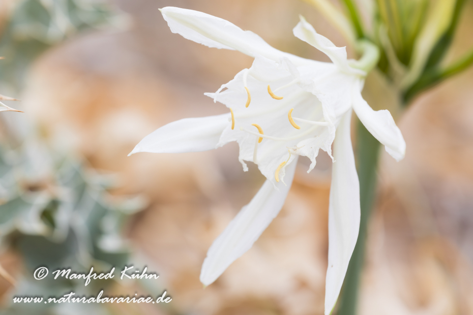 Trichternarzisse (Dünen-)_0010