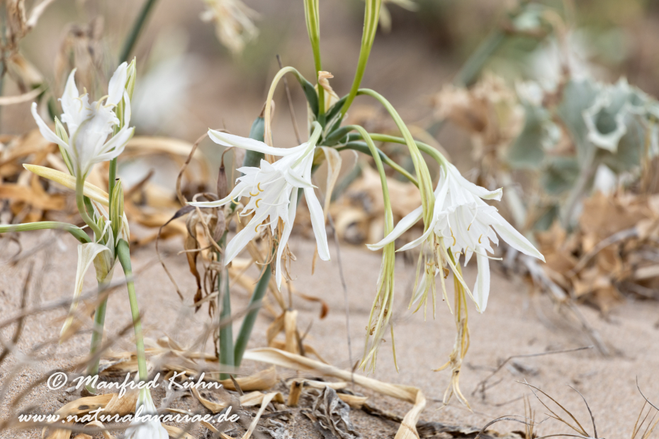 Trichternarzisse (Dünen-)_0014